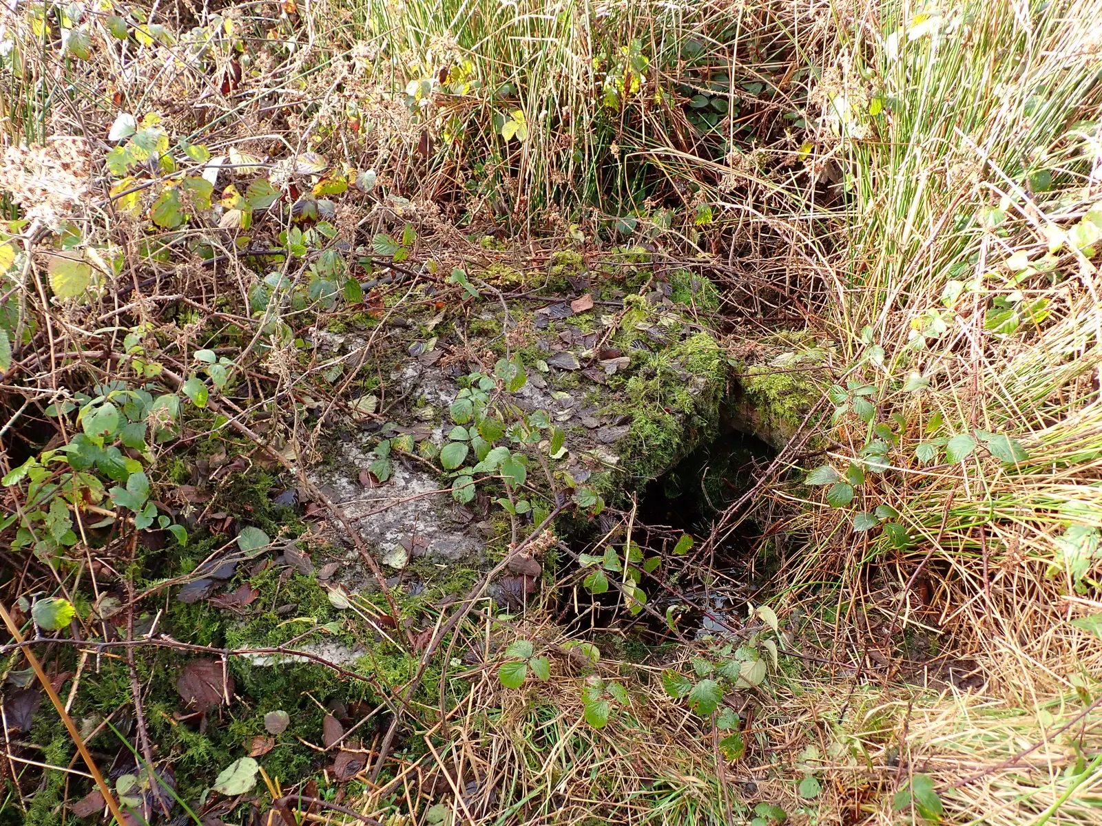 A moss-covered stone well opening in a bank, surrounded by brambles and long grass