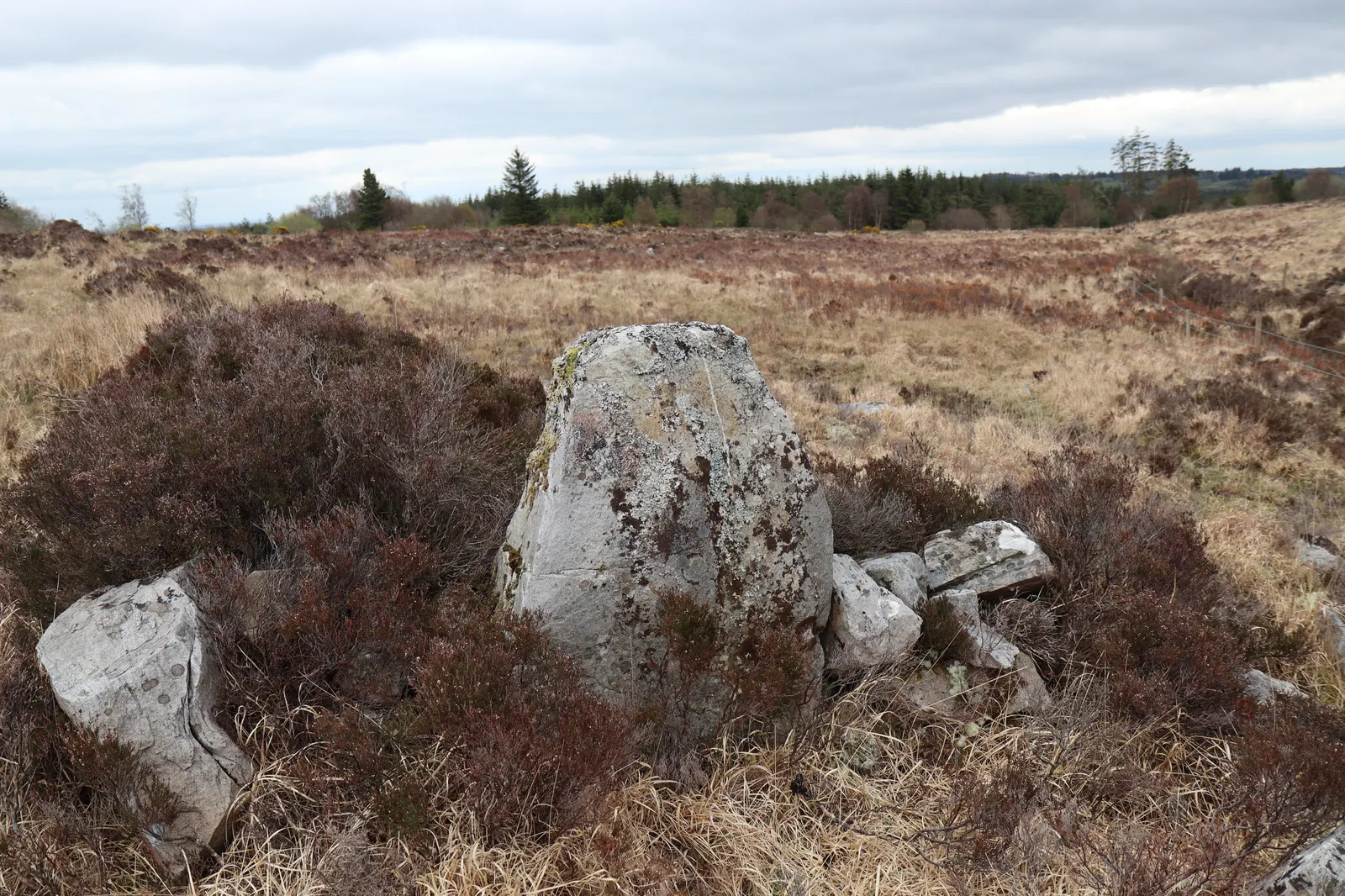 A lichen-covered upright limestone slab among heather in open bogland, with forestry in the distance