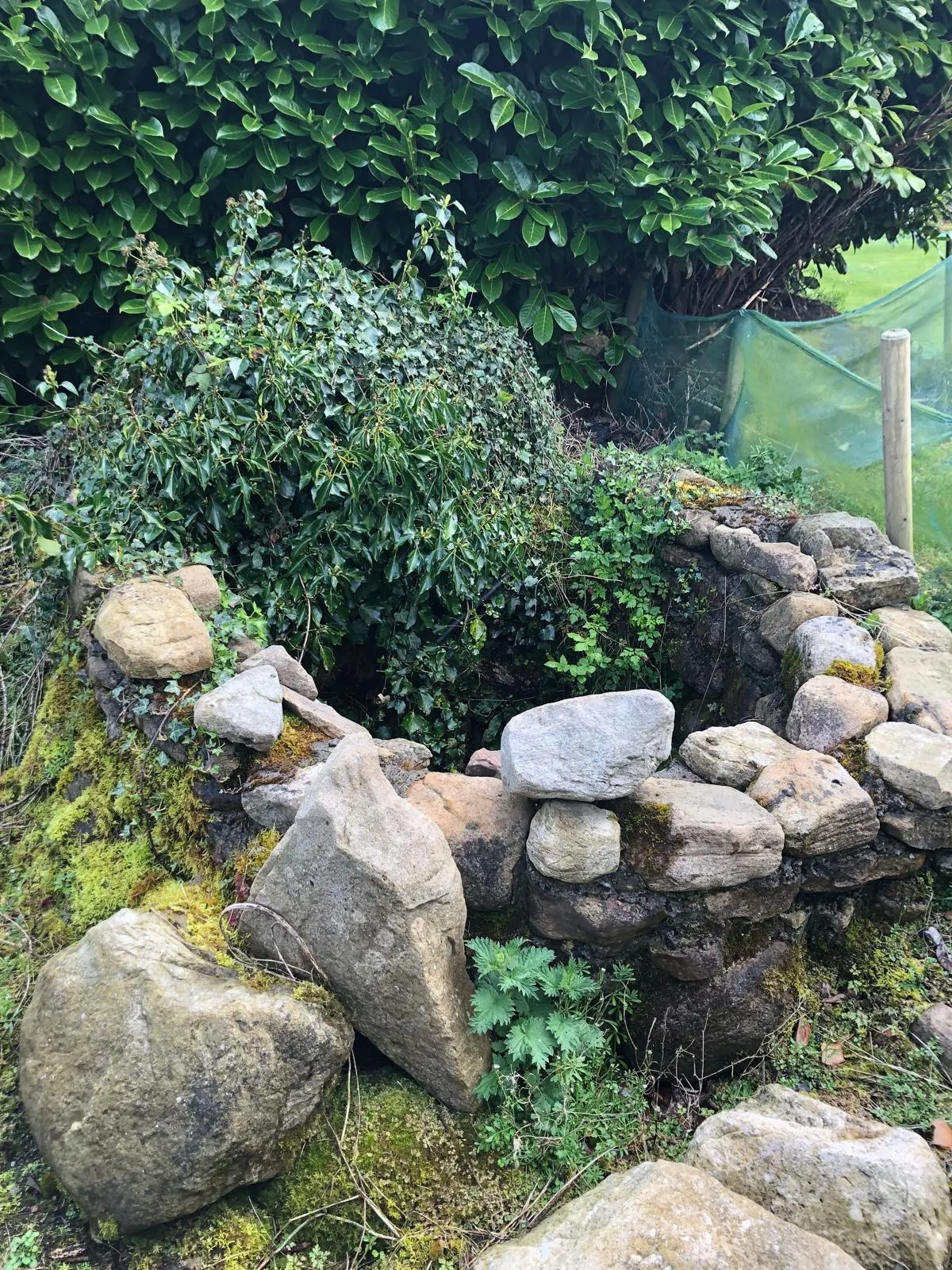 A circular drystone well overgrown with ivy and moss, with a hedge behind it